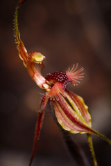 Caladenia plicata