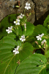 Streptocarpus capuronii image