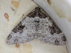 Xanthorhoe fluctuata