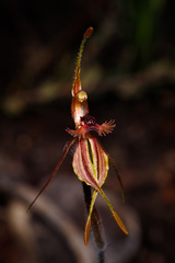 Caladenia plicata