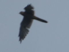 Falco tinnunculus