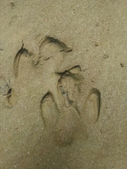 Tapirus terrestris