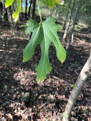 Morus rubra