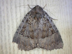Mormo maura