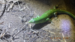 Lamprolepis smaragdina