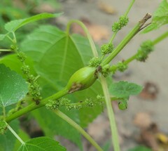 Neolasioptera boehmeriae