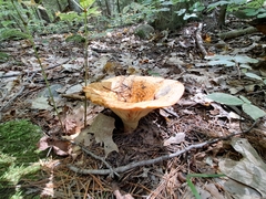 Lactarius scrobiculatus