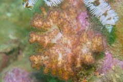 Chironephthya