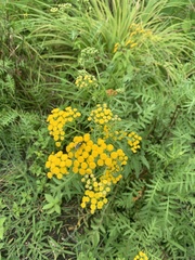 Tanacetum
