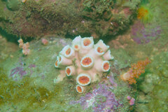 Tubastraea