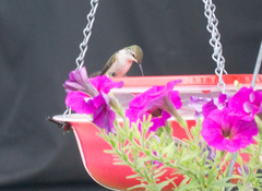 Archilochus colubris