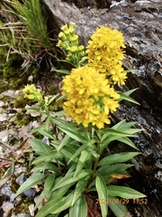 Solidago decurrens