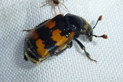 Nicrophorus vespillo