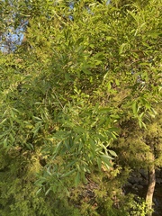 Fraxinus velutina