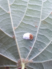 Pulvinaria hydrangeae