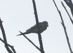 Myiopsitta monachus