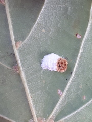 Pulvinaria hydrangeae