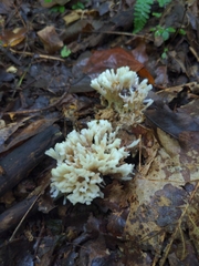 Sebacina schweinitzii