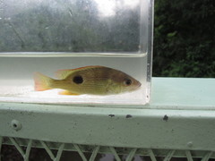 Lutjanus johnii