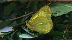 Colias palaeno