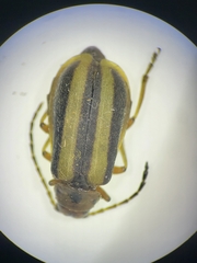 Trirhabda canadensis