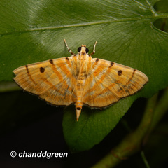 Notarcha tigrina