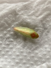 Gyponana