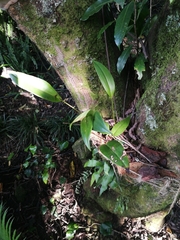 Pleurothallis bicornis
