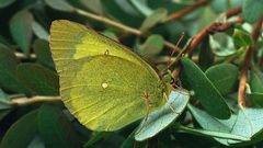 Colias palaeno