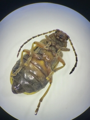 Trirhabda canadensis