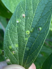 Pachypsylla celtidisasterisca