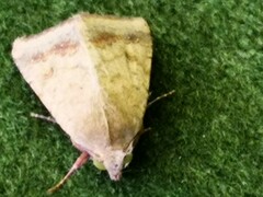 Helicoverpa armigera