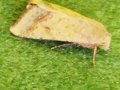 Helicoverpa armigera