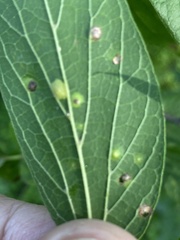 Pachypsylla celtidisasterisca