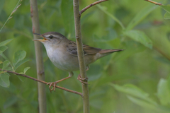 Helopsaltes certhiola