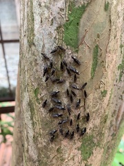 Cerastipsocus venosus