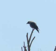 Corvus cornix