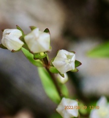 Swertia macrosperma