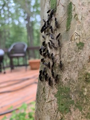 Cerastipsocus venosus