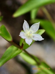 Swertia macrosperma