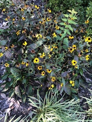 Rudbeckia