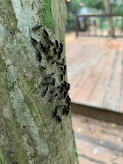 Cerastipsocus venosus