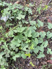 Ipomoea cordatotriloba