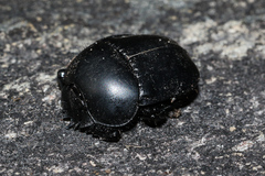 Scarabaeus convexus