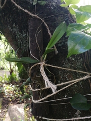 Comparettia macroplectron