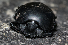 Scarabaeus convexus