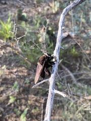 Mallophora leschenaulti