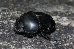 Scarabaeus convexus