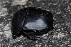 Scarabaeus convexus