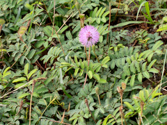 Mimosa strigillosa